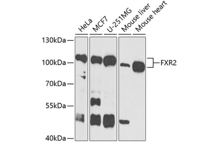 Western Blot - Anti-FXR2 Antibody (A11741) - Antibodies.com
