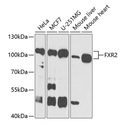 Western Blot - Anti-FXR2 Antibody (A11741) - Antibodies.com