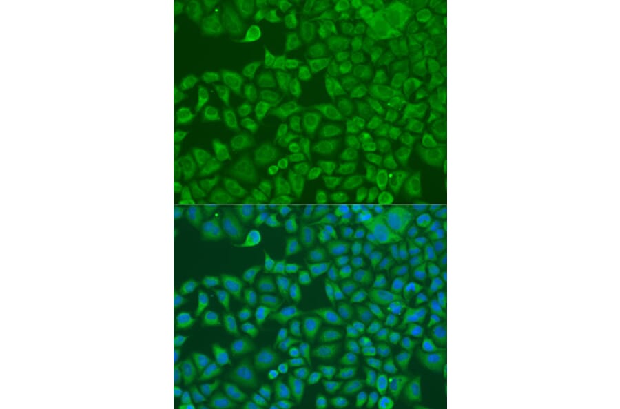 Immunofluorescence - Anti-FXR2 Antibody (A11741) - Antibodies.com
