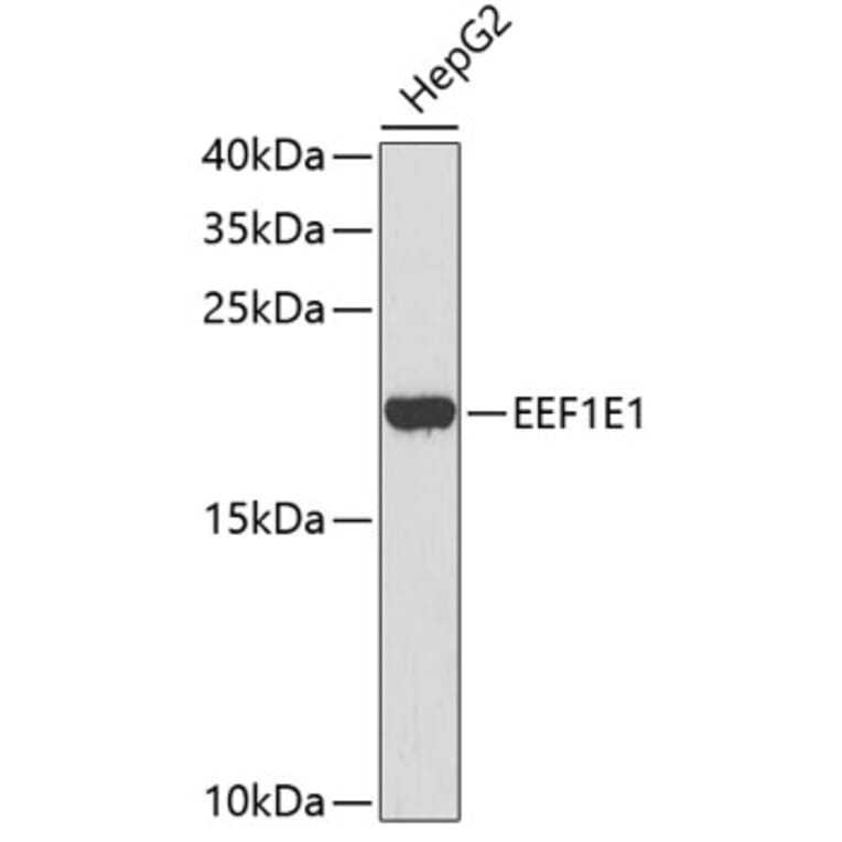Western Blot - Anti-EEF1E1 Antibody (A4314) - Antibodies.com