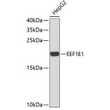 Western Blot - Anti-EEF1E1 Antibody (A4314) - Antibodies.com