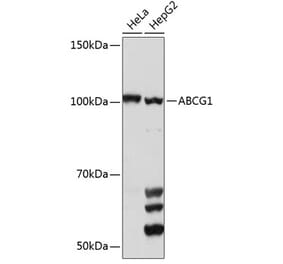 Western Blot - Anti-ABCG1 Antibody (A11743) - Antibodies.com