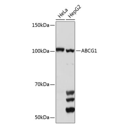 Western Blot - Anti-ABCG1 Antibody (A11743) - Antibodies.com