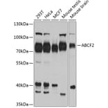 Western Blot - Anti-ABCF2 Antibody (A11745) - Antibodies.com