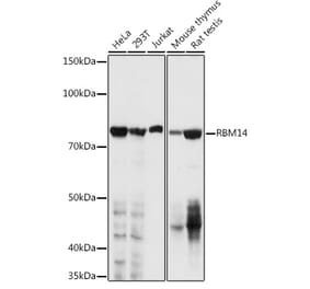 Western Blot - Anti-RBM14 Antibody (A11747) - Antibodies.com