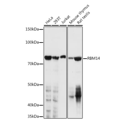 Western Blot - Anti-RBM14 Antibody (A11747) - Antibodies.com