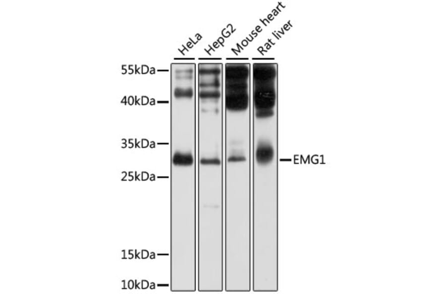 Western Blot - Anti-EMG1 Antibody (A11749) - Antibodies.com