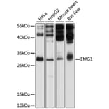 Western Blot - Anti-EMG1 Antibody (A11749) - Antibodies.com
