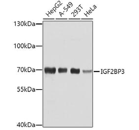Western Blot - Anti-IMP3 Antibody (A11751) - Antibodies.com