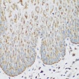 Immunohistochemistry - Anti-IMP3 Antibody (A11751) - Antibodies.com