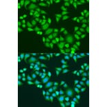 Immunofluorescence - Anti-IMP3 Antibody (A11751) - Antibodies.com