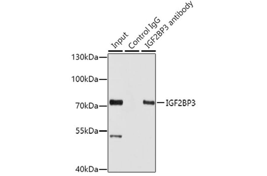 Western Blot - Anti-IMP3 Antibody (A11751) - Antibodies.com