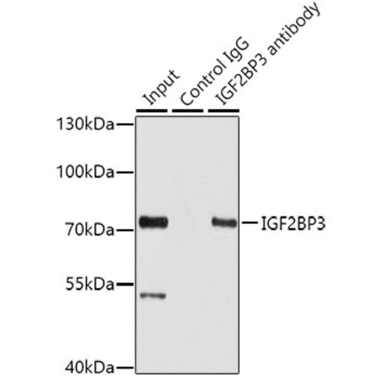 Western Blot - Anti-IMP3 Antibody (A11751) - Antibodies.com