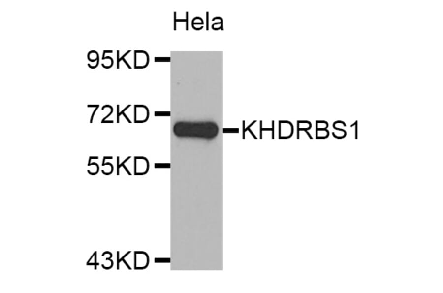 Western Blot - Anti-KHDRBS1 Antibody (A4446) - Antibodies.com