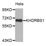 Western Blot - Anti-KHDRBS1 Antibody (A4446) - Antibodies.com