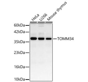 Western Blot - Anti-TOMM34 Antibody (A11754) - Antibodies.com