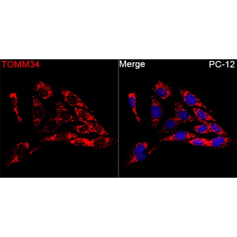 Immunofluorescence - Anti-TOMM34 Antibody (A11754) - Antibodies.com