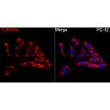 Immunofluorescence - Anti-TOMM34 Antibody (A11754) - Antibodies.com