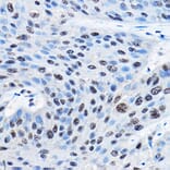 Immunohistochemistry - Anti-NUDT21/CFIM25 Antibody (A11755) - Antibodies.com