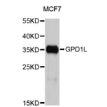 Western Blot - Anti-GPD1L Antibody (A4530) - Antibodies.com