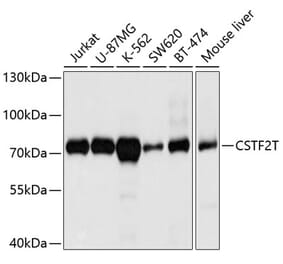 Western Blot - Anti-CSTF2T Antibody (A11764) - Antibodies.com