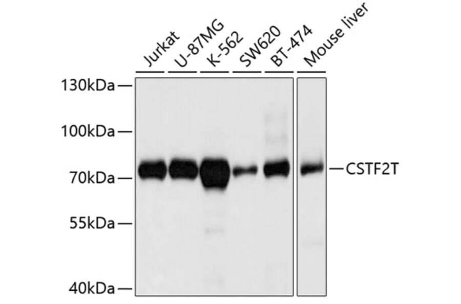 Western Blot - Anti-CSTF2T Antibody (A11764) - Antibodies.com