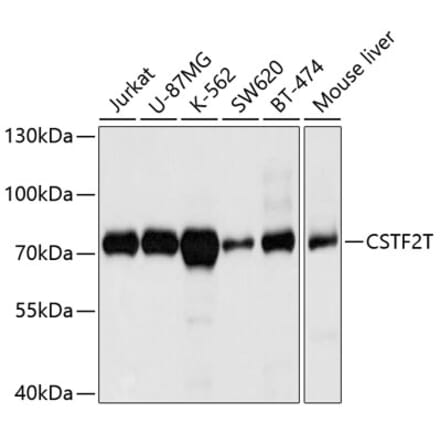 Western Blot - Anti-CSTF2T Antibody (A11764) - Antibodies.com