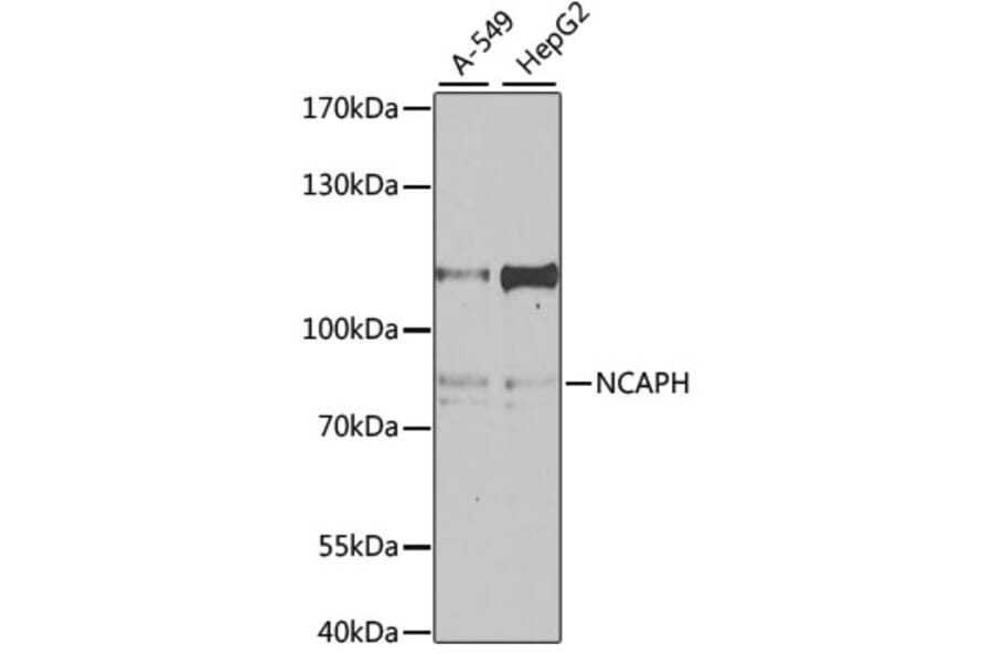 Western Blot - Anti-BRRN1 Antibody (A11767) - Antibodies.com