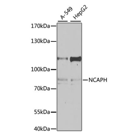 Western Blot - Anti-BRRN1 Antibody (A11767) - Antibodies.com