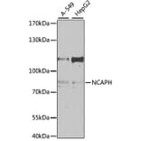 Western Blot - Anti-BRRN1 Antibody (A11767) - Antibodies.com