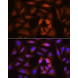 Immunofluorescence - Anti-BRRN1 Antibody (A11767) - Antibodies.com