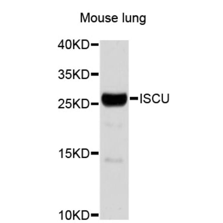 Western Blot - Anti-ISCU Antibody (A4557) - Antibodies.com