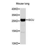 Western Blot - Anti-ISCU Antibody (A4557) - Antibodies.com
