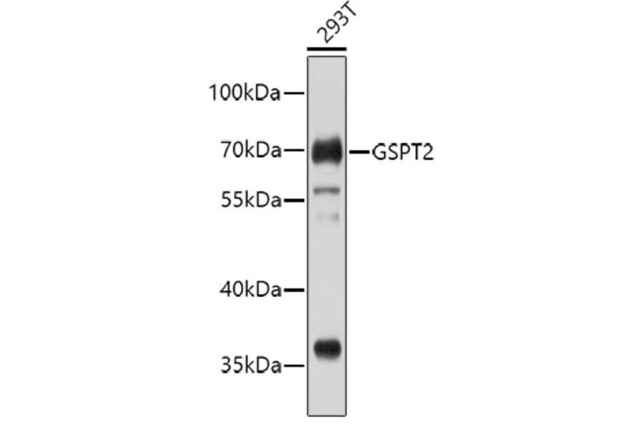 Western Blot - Anti-GSPT2 Antibody (A4578) - Antibodies.com