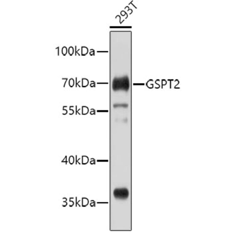 Western Blot - Anti-GSPT2 Antibody (A4578) - Antibodies.com