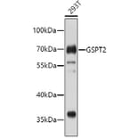 Western Blot - Anti-GSPT2 Antibody (A4578) - Antibodies.com
