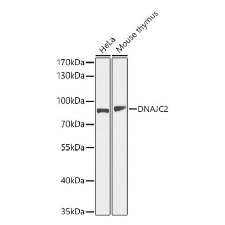 Western Blot - Anti-DNAJC2 Antibody (A11774) - Antibodies.com