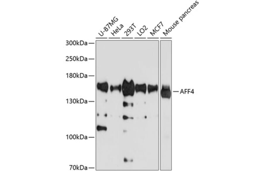 Western Blot - Anti-AFF4 Antibody (A11775) - Antibodies.com