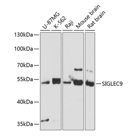 Western Blot - Anti-SIGLEC9 Antibody (A11776) - Antibodies.com