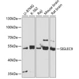 Western Blot - Anti-SIGLEC9 Antibody (A11776) - Antibodies.com