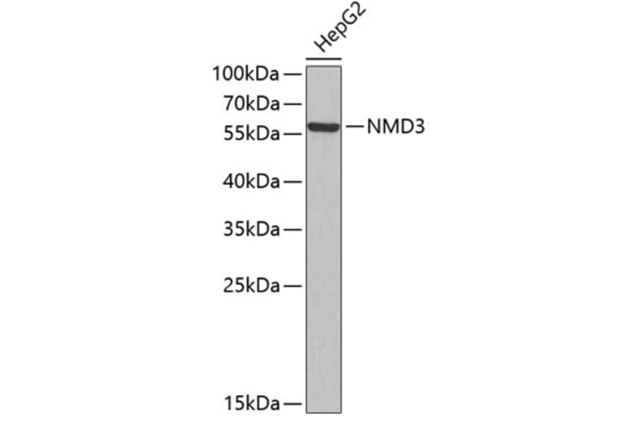 Western Blot - Anti-NMD3 Antibody (A4707) - Antibodies.com