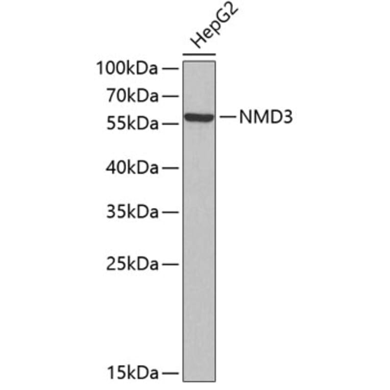Western Blot - Anti-NMD3 Antibody (A4707) - Antibodies.com