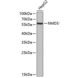 Western Blot - Anti-NMD3 Antibody (A4707) - Antibodies.com