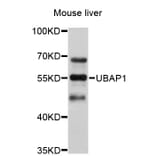Western Blot - Anti-UBAP1 Antibody (A4726) - Antibodies.com