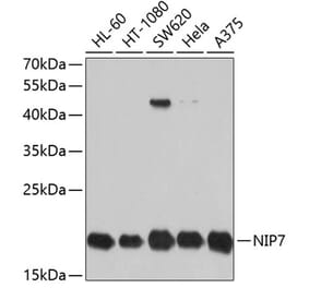 Western Blot - Anti-NIP7 Antibody (A11781) - Antibodies.com