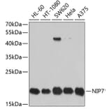 Western Blot - Anti-NIP7 Antibody (A11781) - Antibodies.com