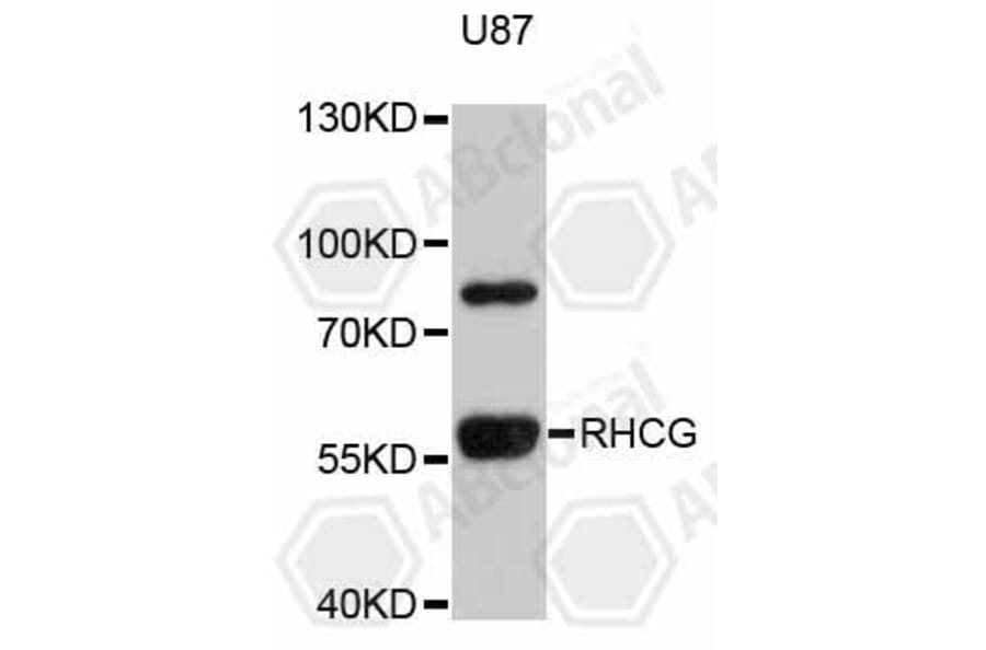 Western Blot - Anti-RHCG Antibody (A4739) - Antibodies.com