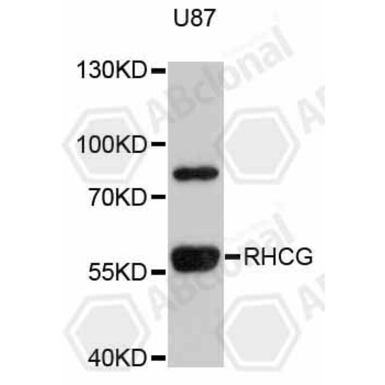 Western Blot - Anti-RHCG Antibody (A4739) - Antibodies.com