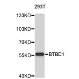 Western Blot - Anti-BTBD1 Antibody (A4768) - Antibodies.com