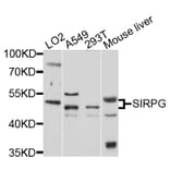 Western Blot - Anti-SIRPG Antibody (A4832) - Antibodies.com